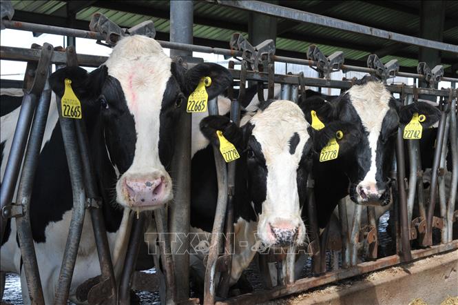 Bò sữa được nuôi tại trang trại ở Plymouth, bang Indiana, Mỹ. Ảnh: AFP/TTXVN