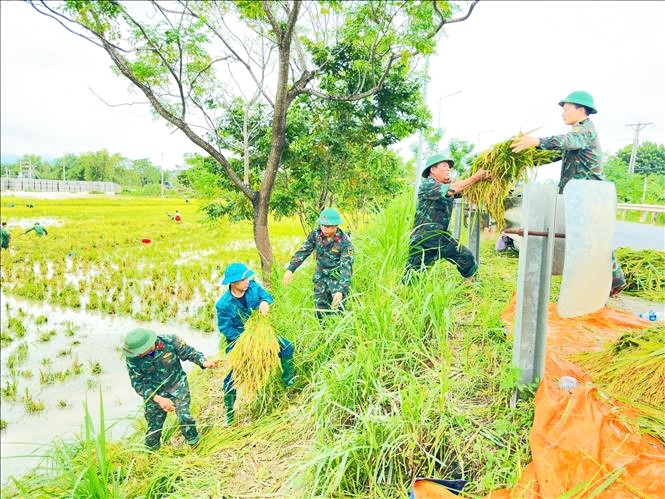 Cán bộ, chiến sĩ Ban Chỉ huy quân sự huyện Tam Dương giúp bà con nhân dân xã Đồng Tĩnh, huyện Tam Dương (Vĩnh Phúc) thu hoạch lúa. Ảnh minh họa: TTXVN