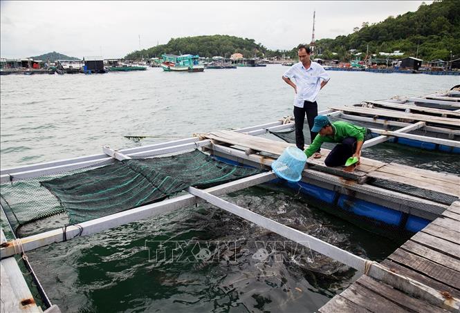 Mô hình nuôi trồng thủy sản tại xã đảo Tiên Hải, thành phố Hà Tiên. Ảnh: Hồng Đạt/TTXVN