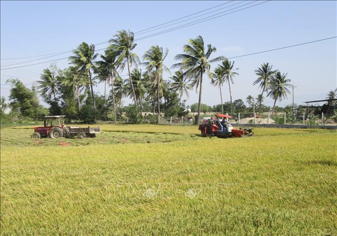 Áp dụng cơ giới hóa trong thu hoạch lúa tại vùng đồng bào Chăm ở xã An Hải, huyện Ninh Phước. Ảnh: Nguyễn Thành/TTXVN