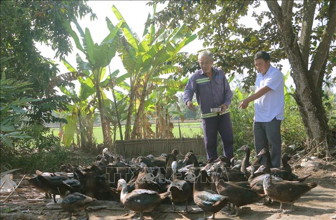 Hộ đồng bào dân tộc Khmer tại thị xã Ngã Năm (Sóc Trăng) được hỗ trợ vốn chăn nuôi vịt xiêm. Ảnh tư liệu: Tuấn Phi/TTXVN