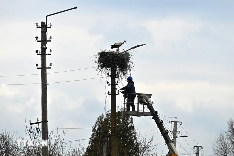 Công nhân sửa chữa đường dây điện tại Borodianka, Tây Bắc Kiev (Ukraine). (Ảnh: AFP/TTXVN)